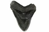 Bargain, Fossil Megalodon Tooth - South Carolina #167984-2
